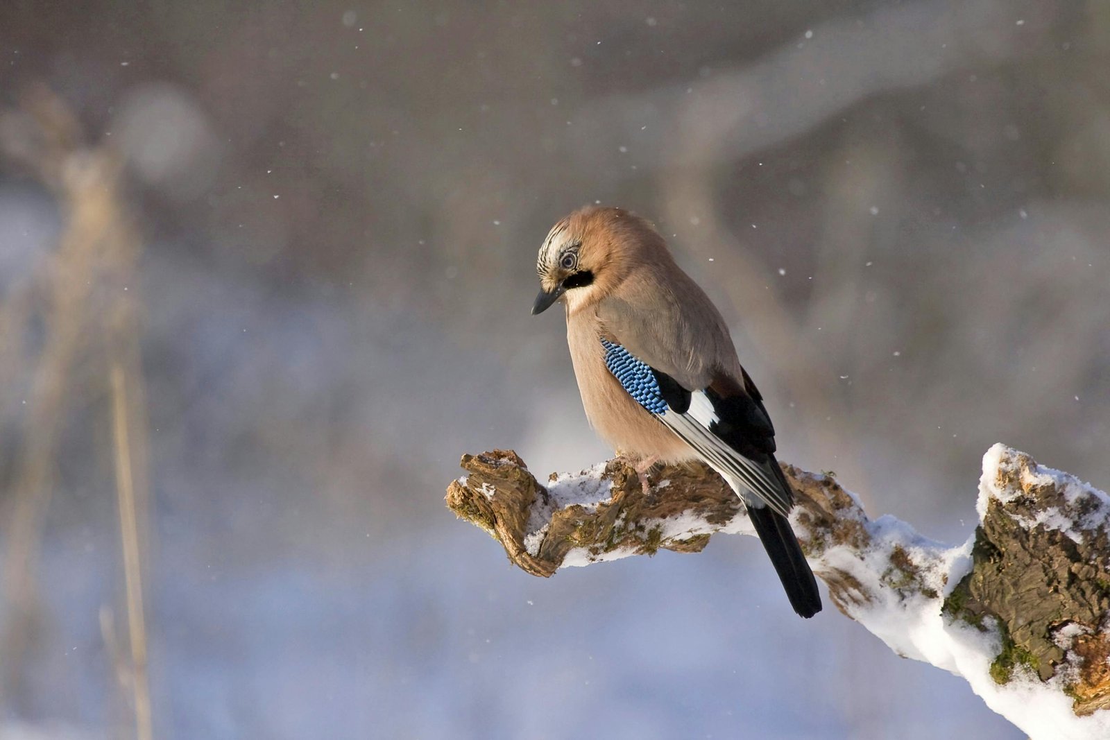 Beautiful Eurasian jay perched on a snowy branch with winter background.