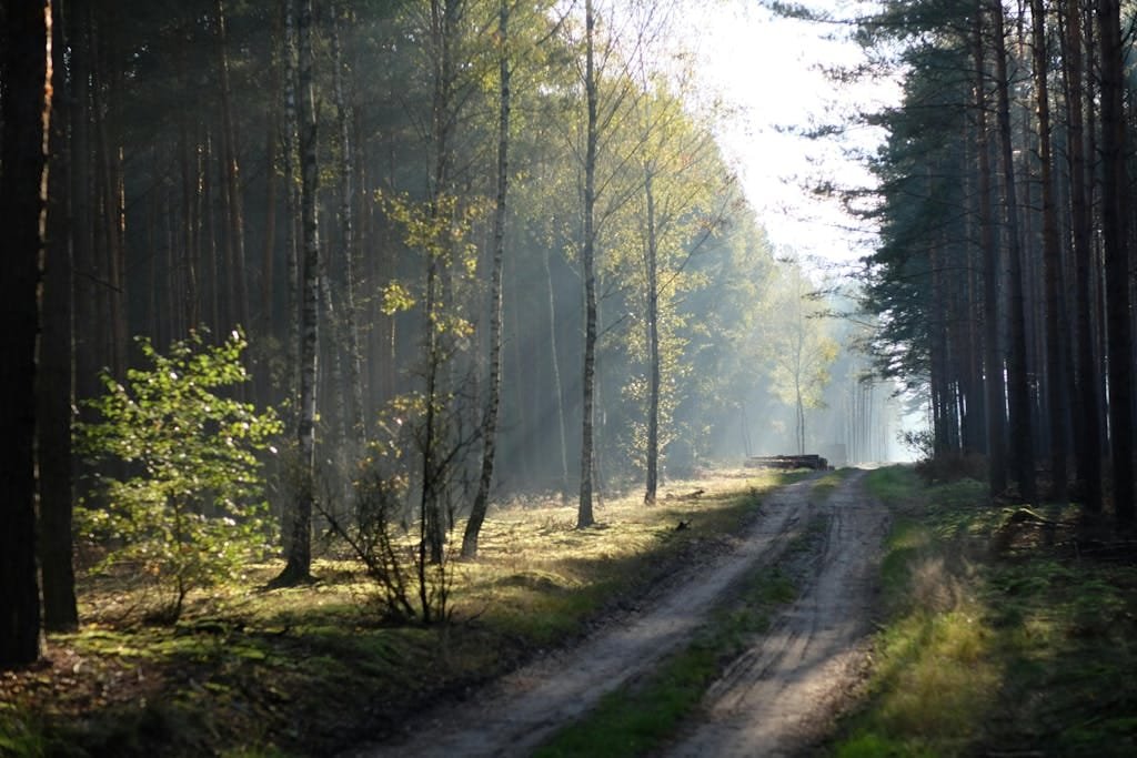 Tranquil forest path with sun rays filtering through trees, creating a serene atmosphere.